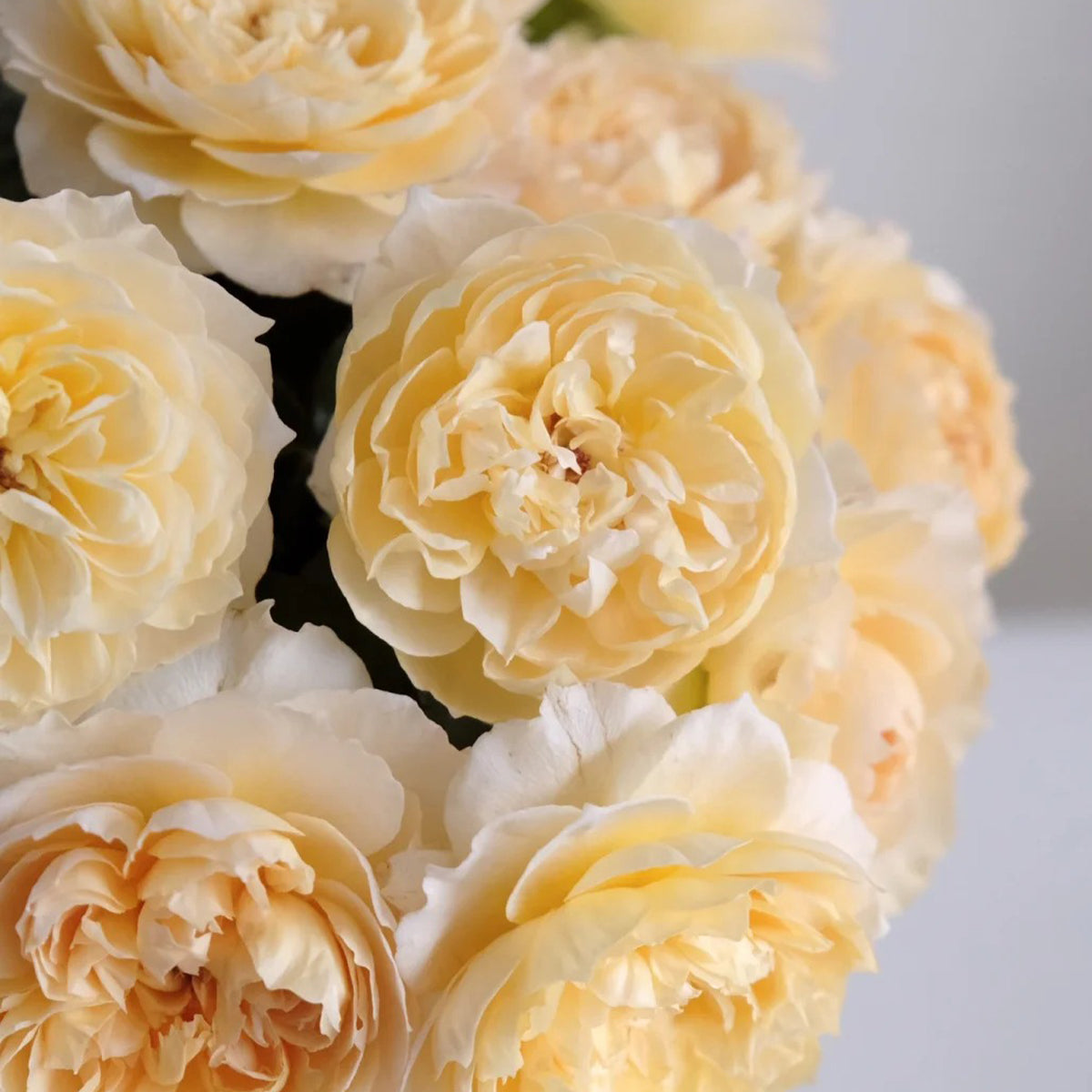 Shreuk Japanese Florist Shrub Rose