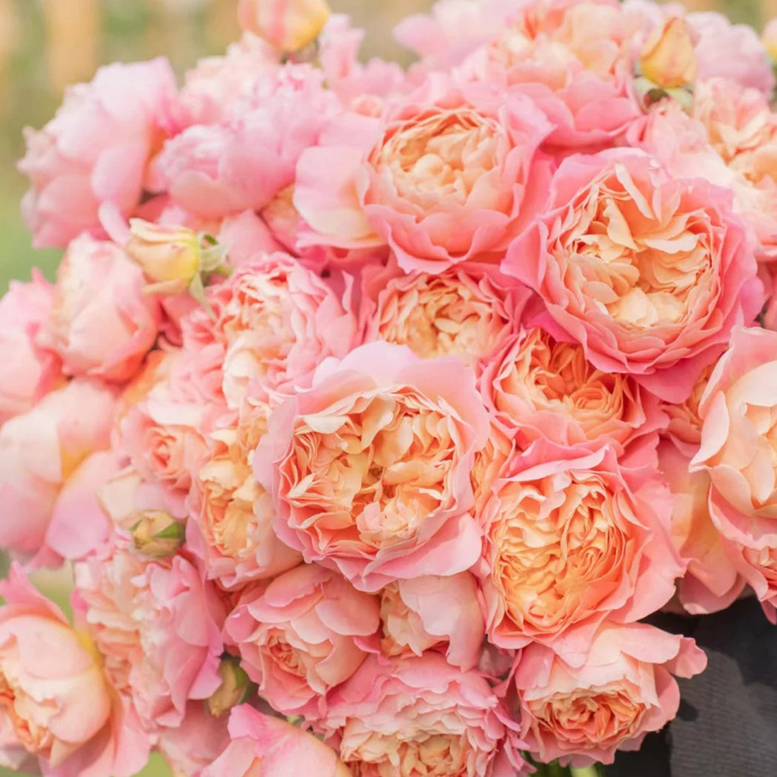 Silk Brocade Chinese Florist Shrub Rose