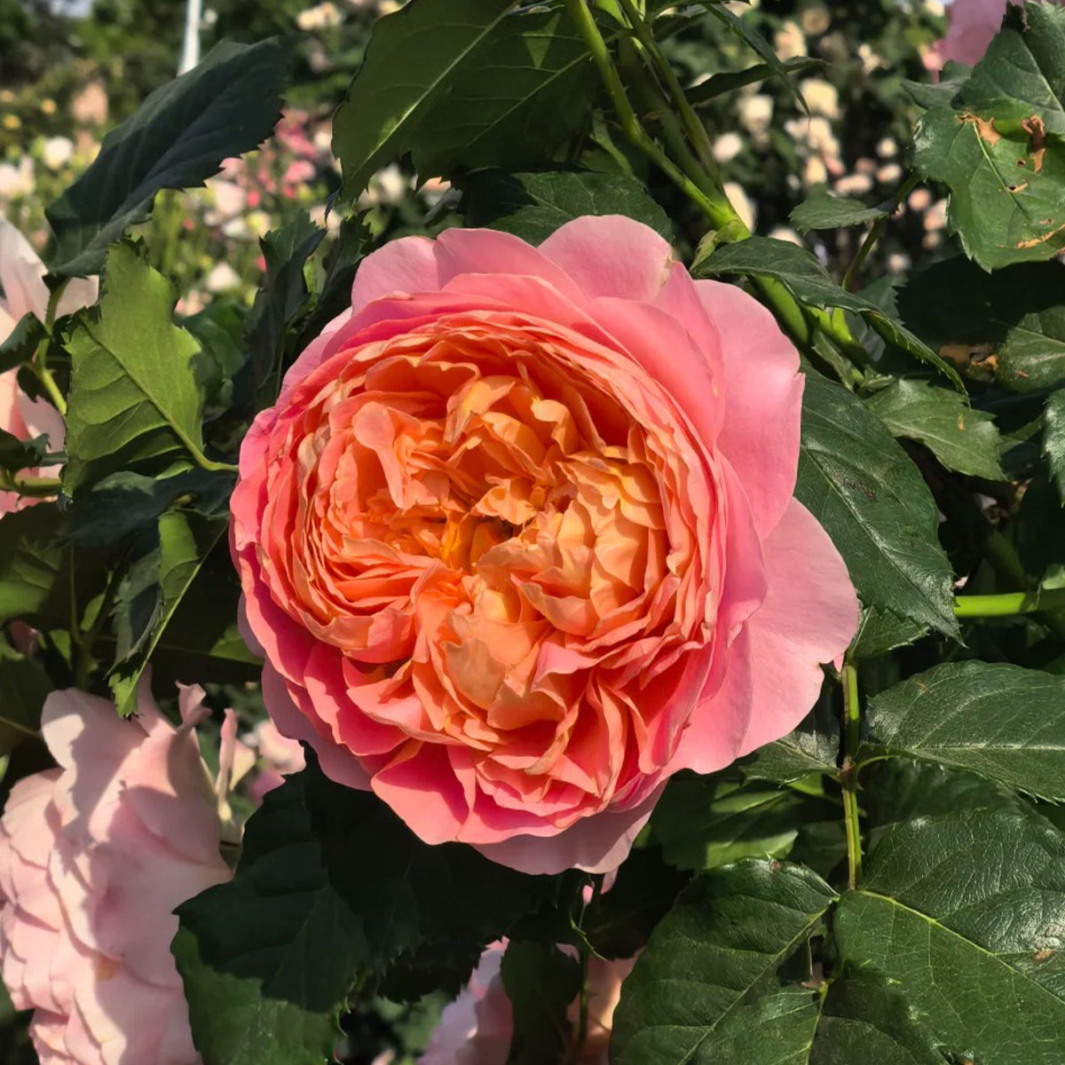 Silk Brocade Chinese Florist Shrub Rose