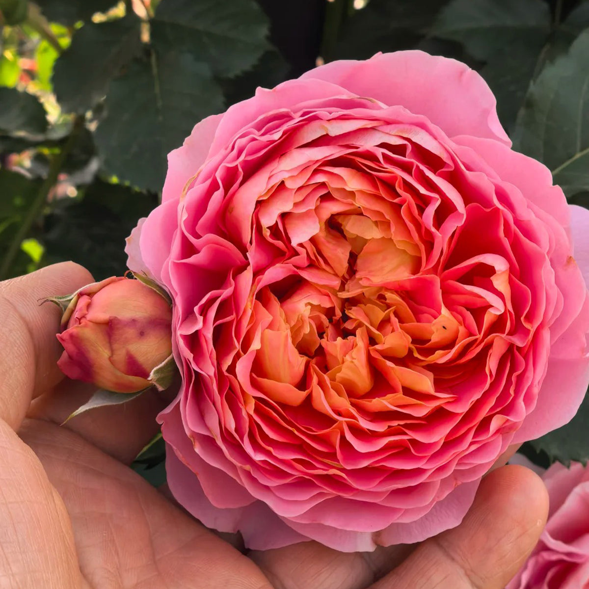 Silk Brocade Chinese Florist Shrub Rose