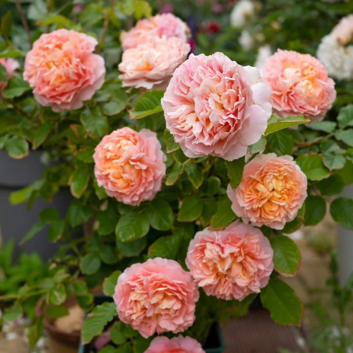 Silk Brocade Chinese Florist Shrub Rose