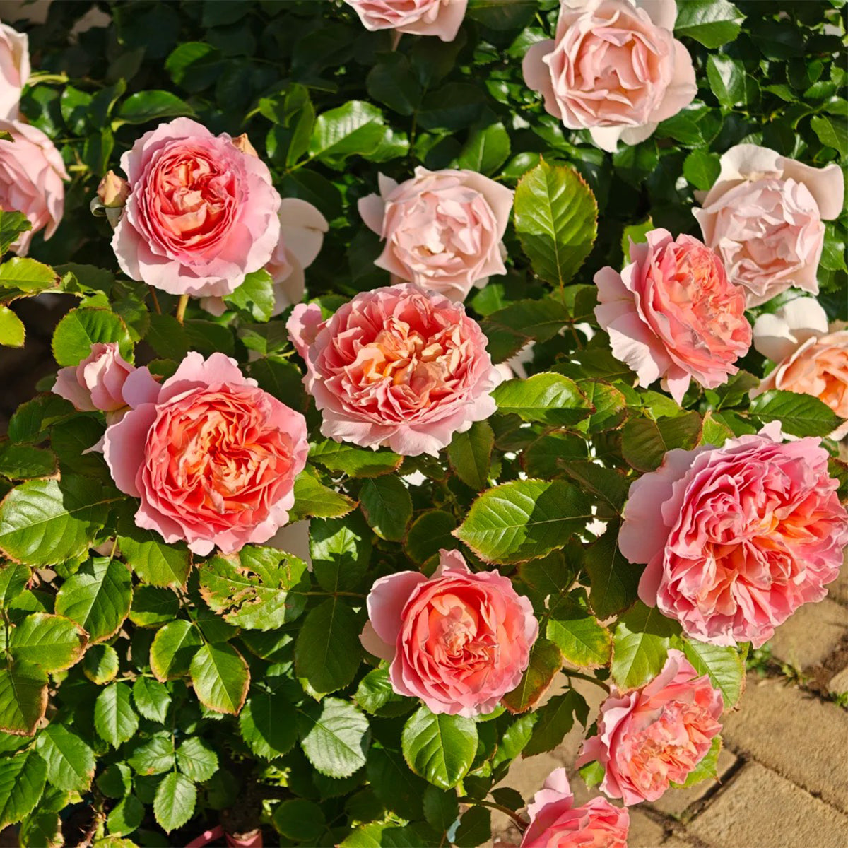 Silk Brocade Chinese Florist Shrub Rose