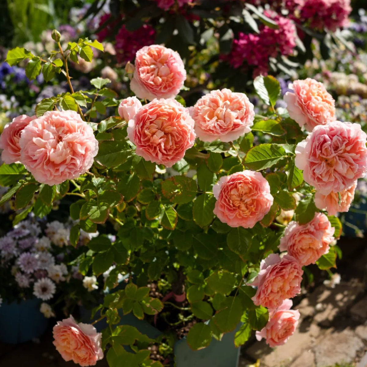 Silk Brocade Chinese Florist Shrub Rose