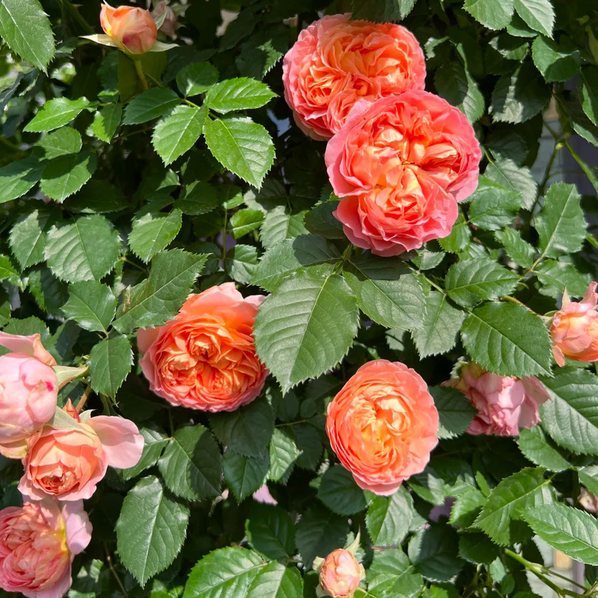 Silk Brocade Chinese Florist Shrub Rose