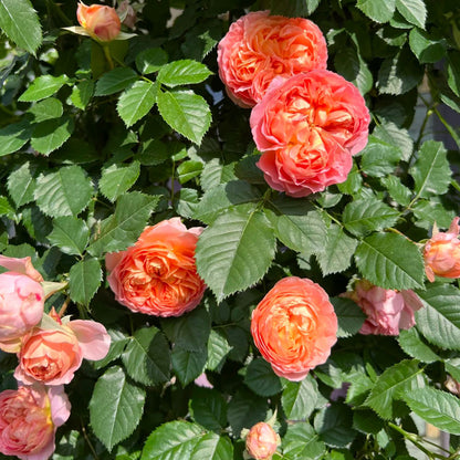 Silk Brocade Chinese Florist Shrub Rose