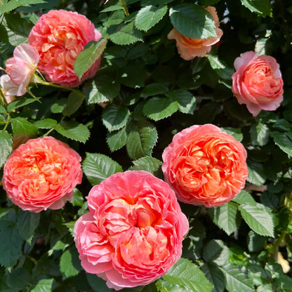 Silk Brocade Chinese Florist Shrub Rose