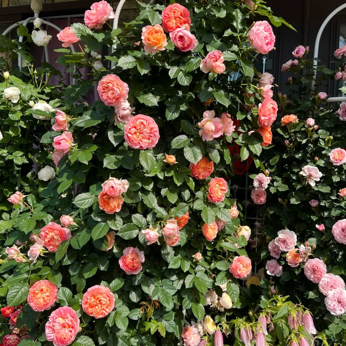 Silk Brocade Chinese Florist Shrub Rose