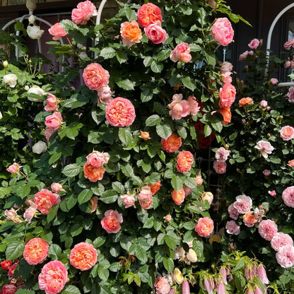 Silk Brocade Chinese Florist Shrub Rose