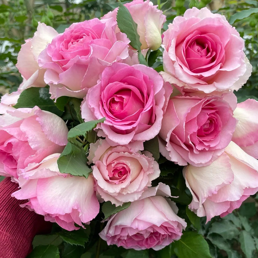Silk Garment Chinese Florist Climbing Rose For Sale – Highgarden Roses