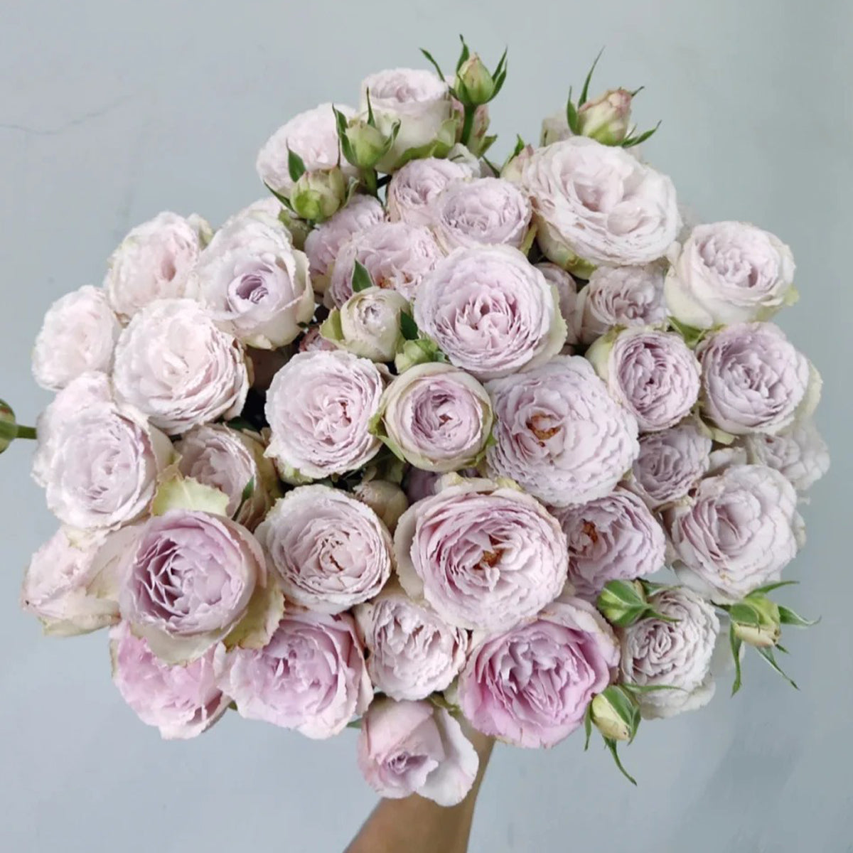 Silver Lace Netherlands Florist Shrub Rose