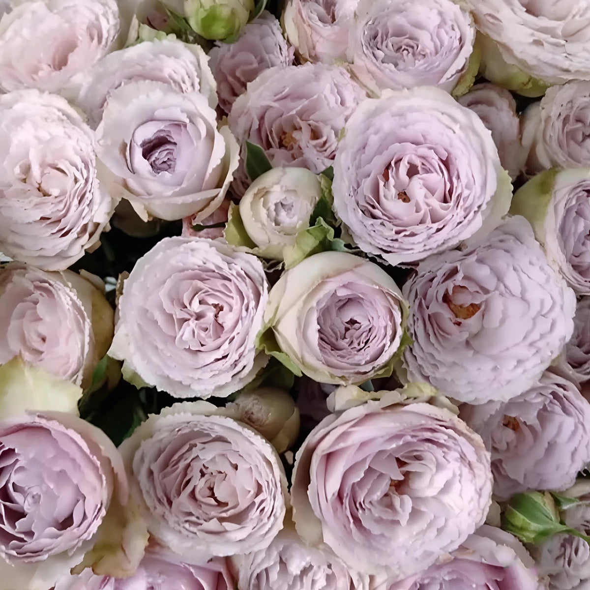 Silver Lace Netherlands Florist Shrub Rose