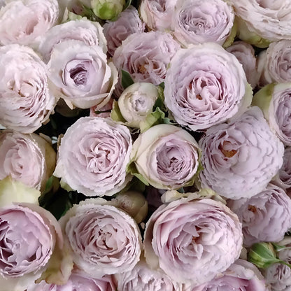 Silver Lace Netherlands Florist Shrub Rose