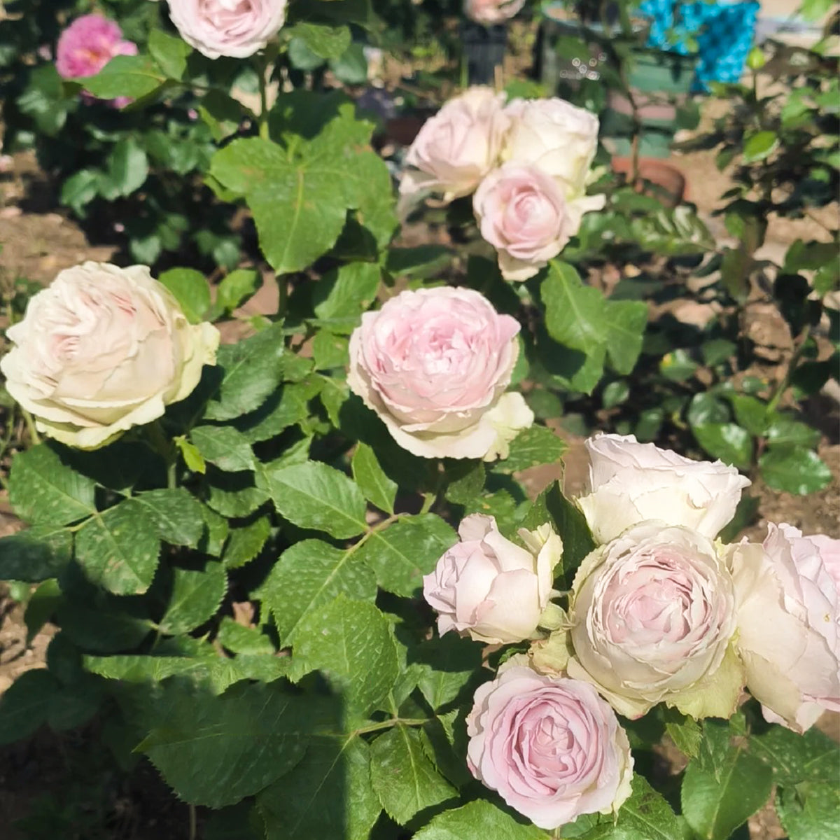 Silver Lace Netherlands Florist Shrub Rose