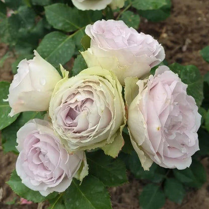 Silver Lace Netherlands Florist Shrub Rose