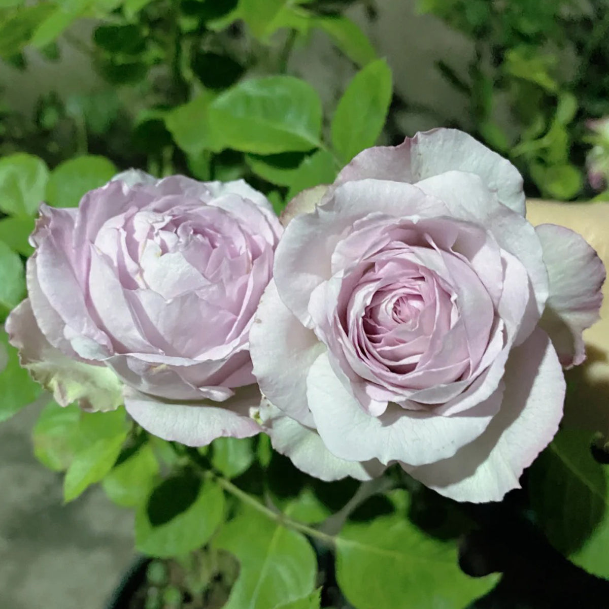Silver Lace Netherlands Florist Shrub Rose