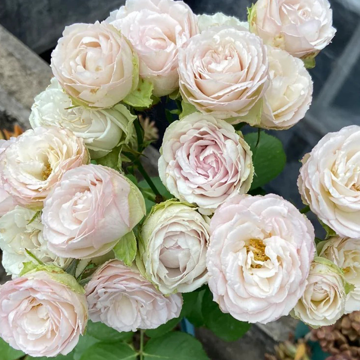 Silver Lace Netherlands Florist Shrub Rose