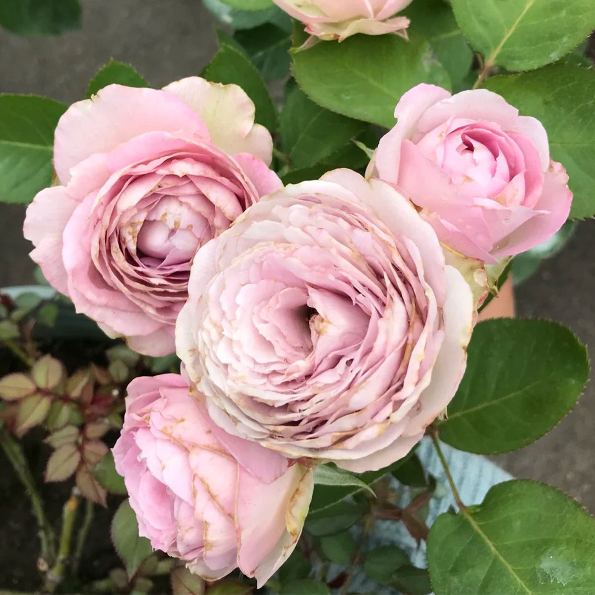 Silver Lace Netherlands Florist Shrub Rose