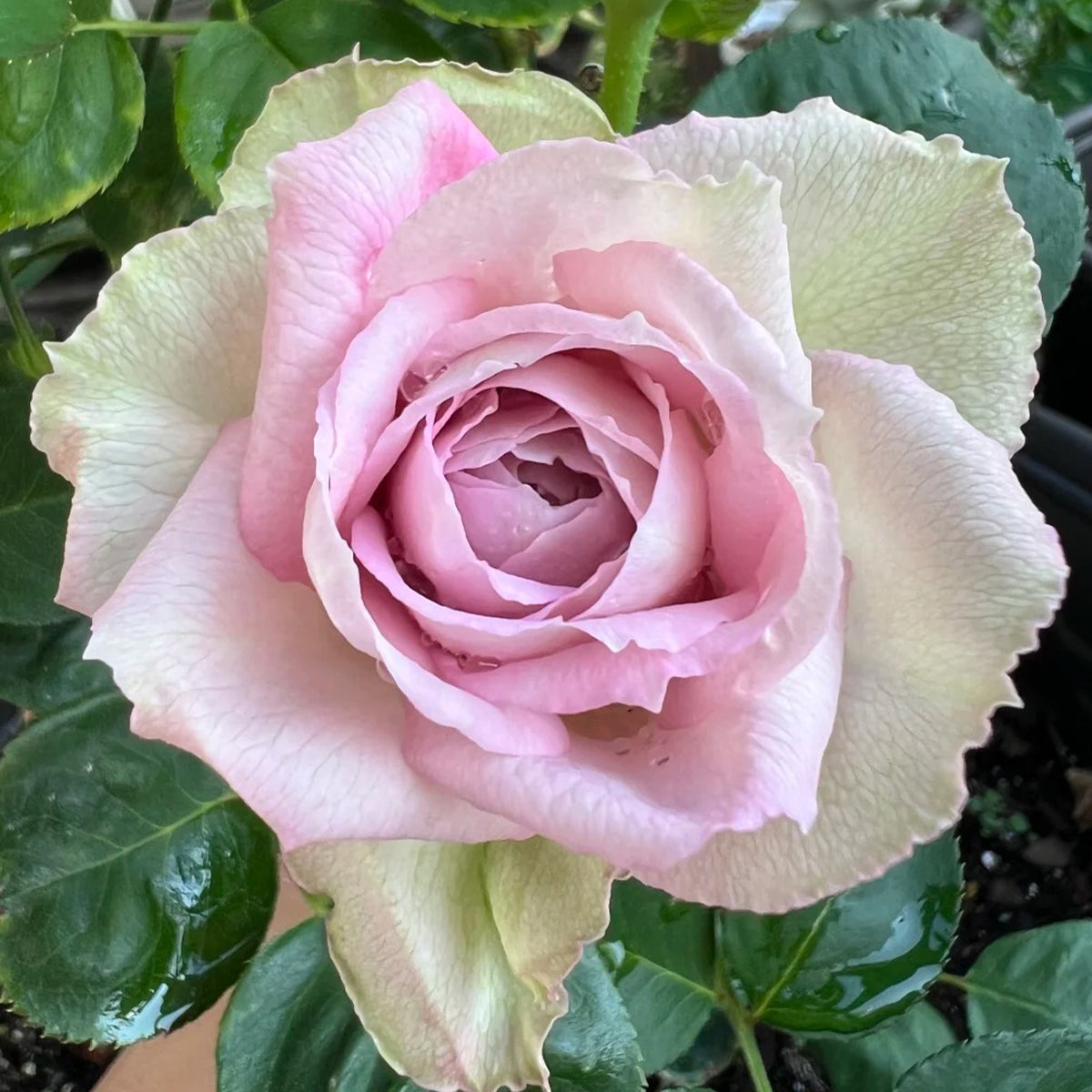 Silver Lace Netherlands Florist Shrub Rose