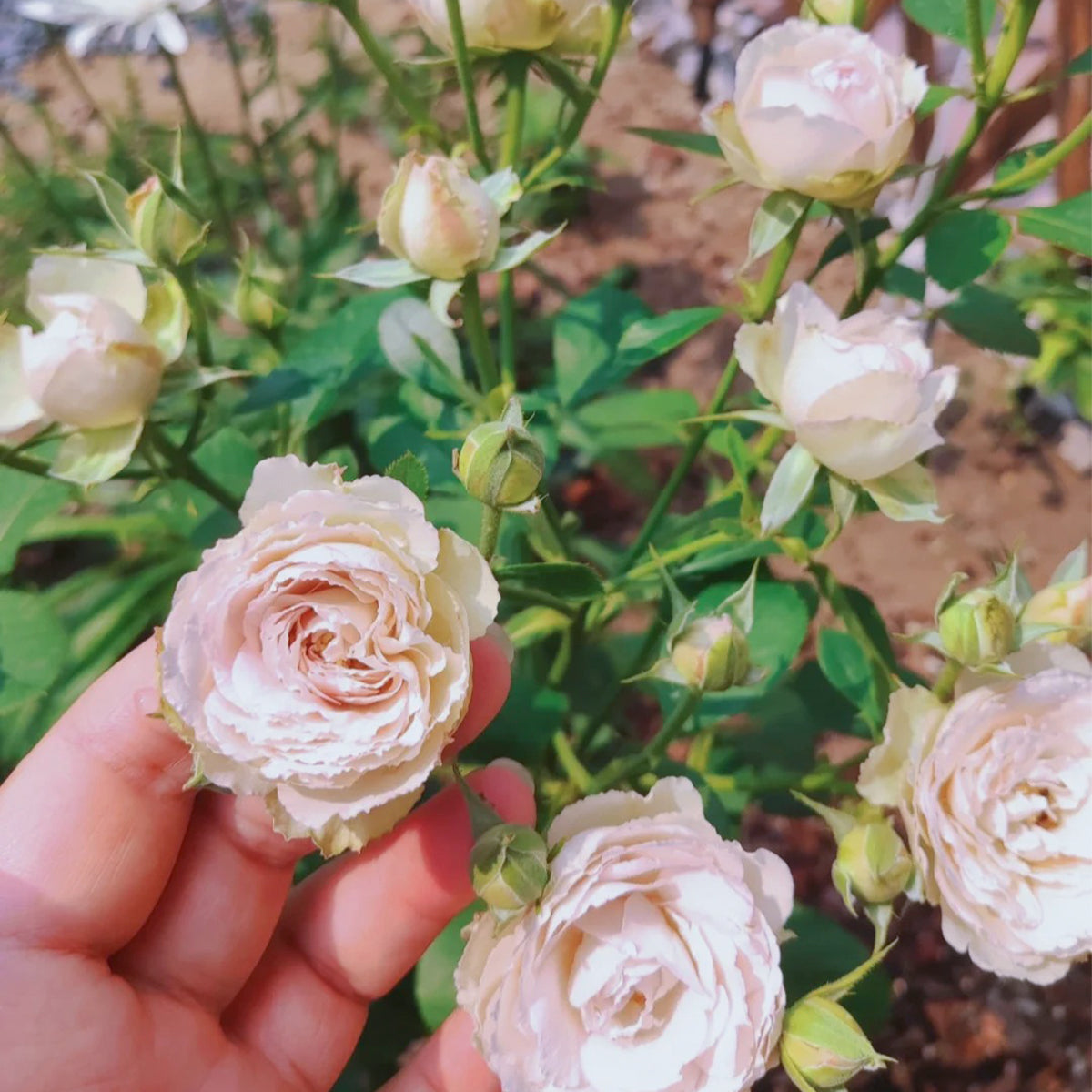 Silver Lace Netherlands Florist Shrub Rose