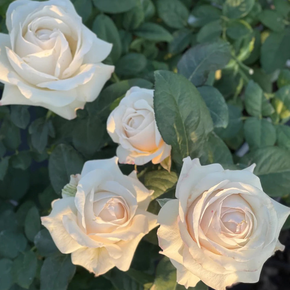 Silver Lining Kenya Florist Shrub Rose – Highgarden Roses
