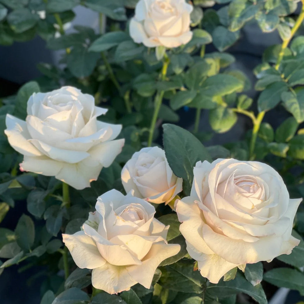 Silver Lining Kenya Florist Shrub Rose