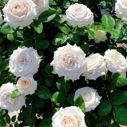 Silver Lining Kenya Florist Shrub Rose