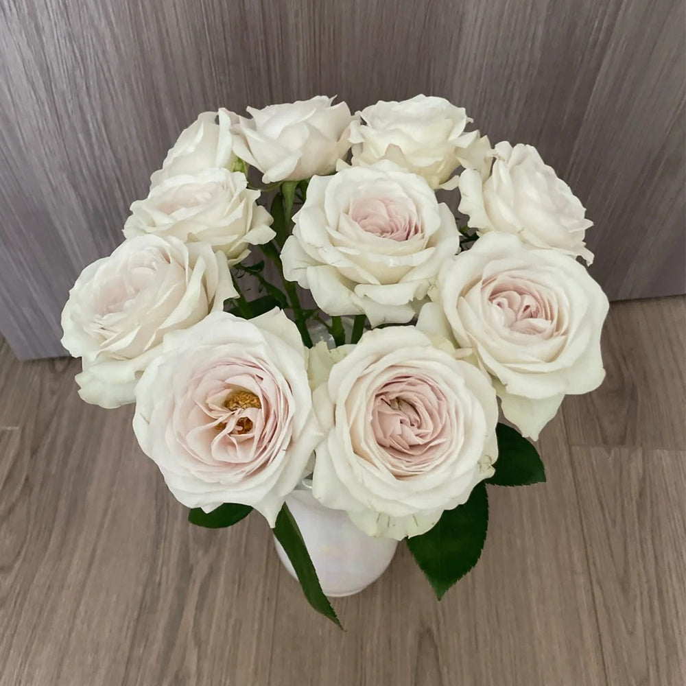 Silver Lining Kenya Florist Shrub Rose