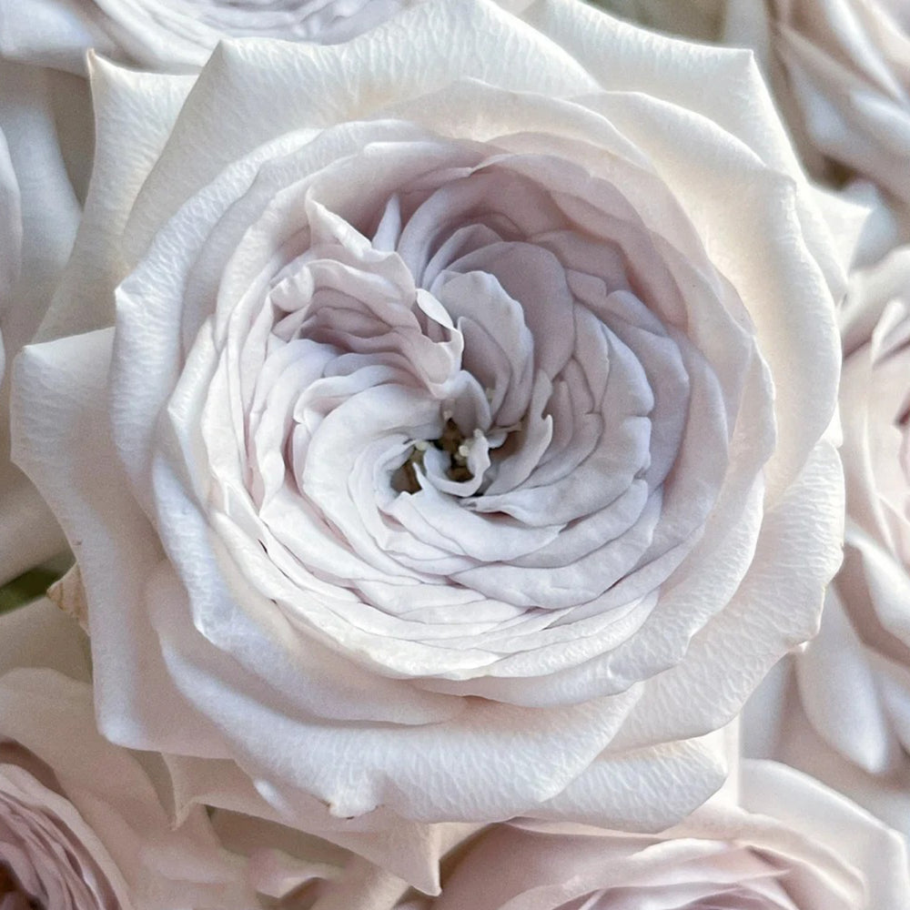 Silver Lining Kenya Florist Shrub Rose