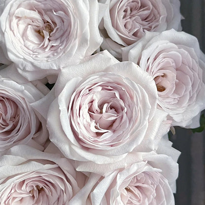 Silver Lining Kenya Florist Shrub Rose