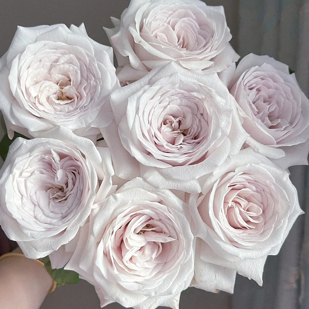 Silver Lining Kenya Florist Shrub Rose