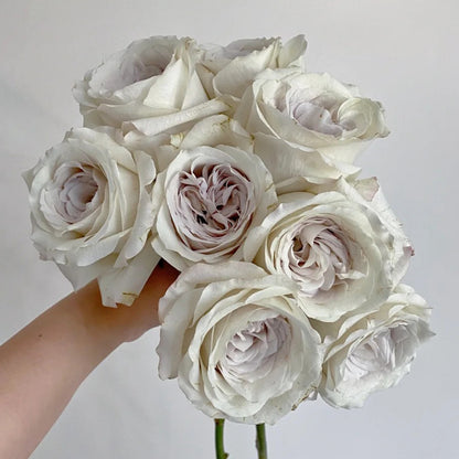 Silver Lining Kenya Florist Shrub Rose