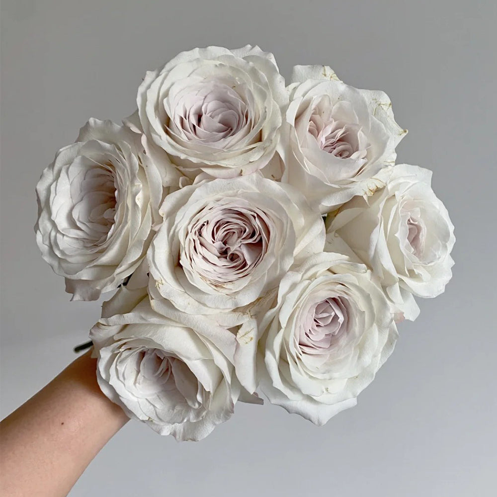 Silver Lining Kenya Florist Shrub Rose – Highgarden Roses