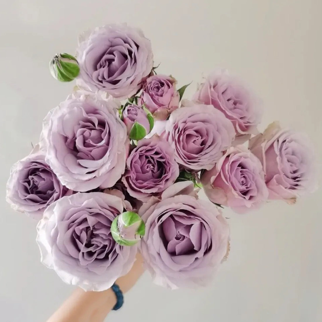 Silver Mikado German Florist Shrub Rose