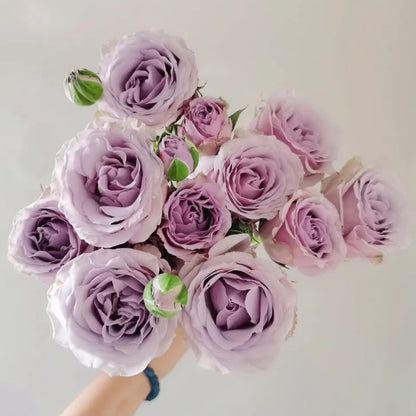 Silver Mikado German Florist Shrub Rose