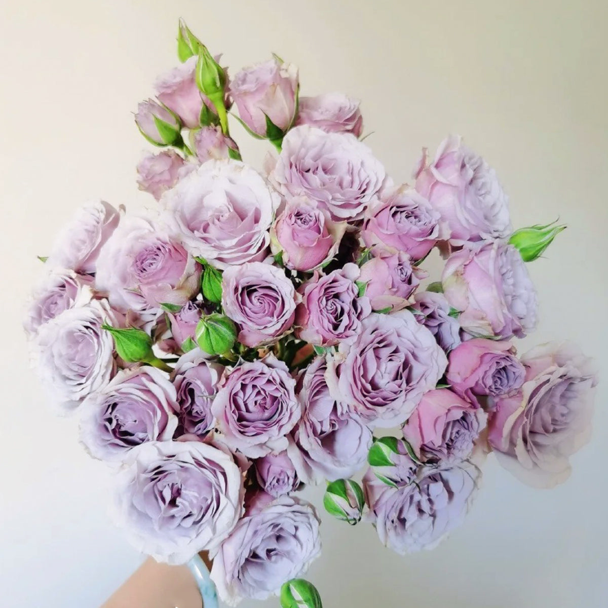 Silver Mikado German Florist Shrub Rose