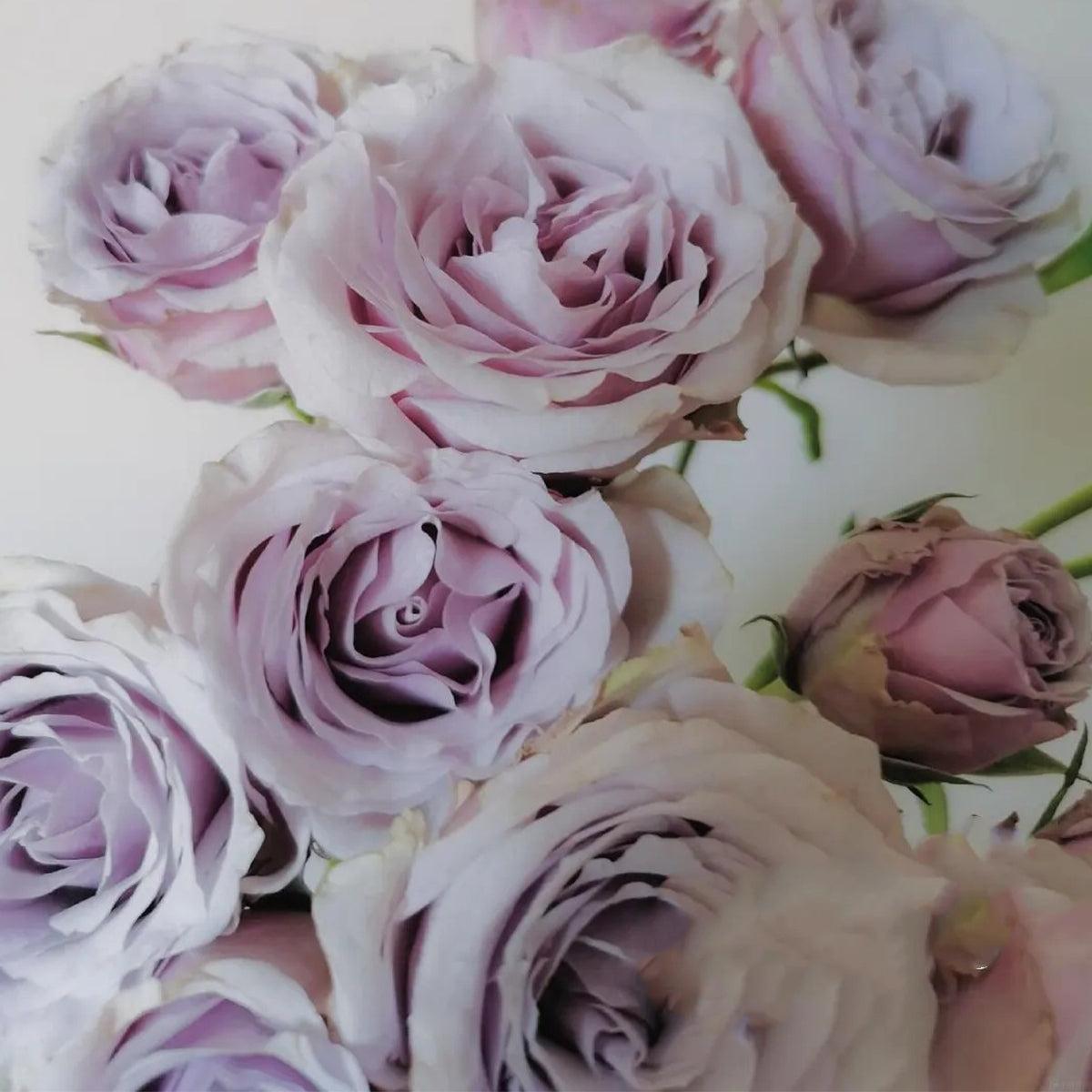 Silver Mikado German Florist Shrub Rose