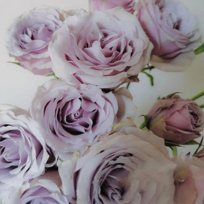 Silver Mikado German Florist Shrub Rose