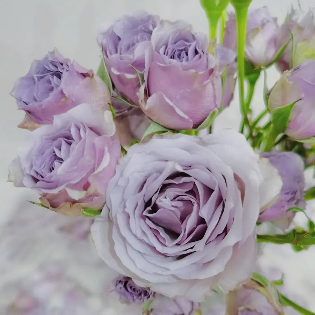 Silver Mikado German Florist Shrub Rose