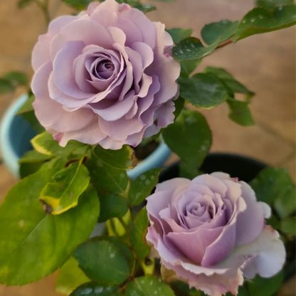 Silver Mikado German Florist Shrub Rose