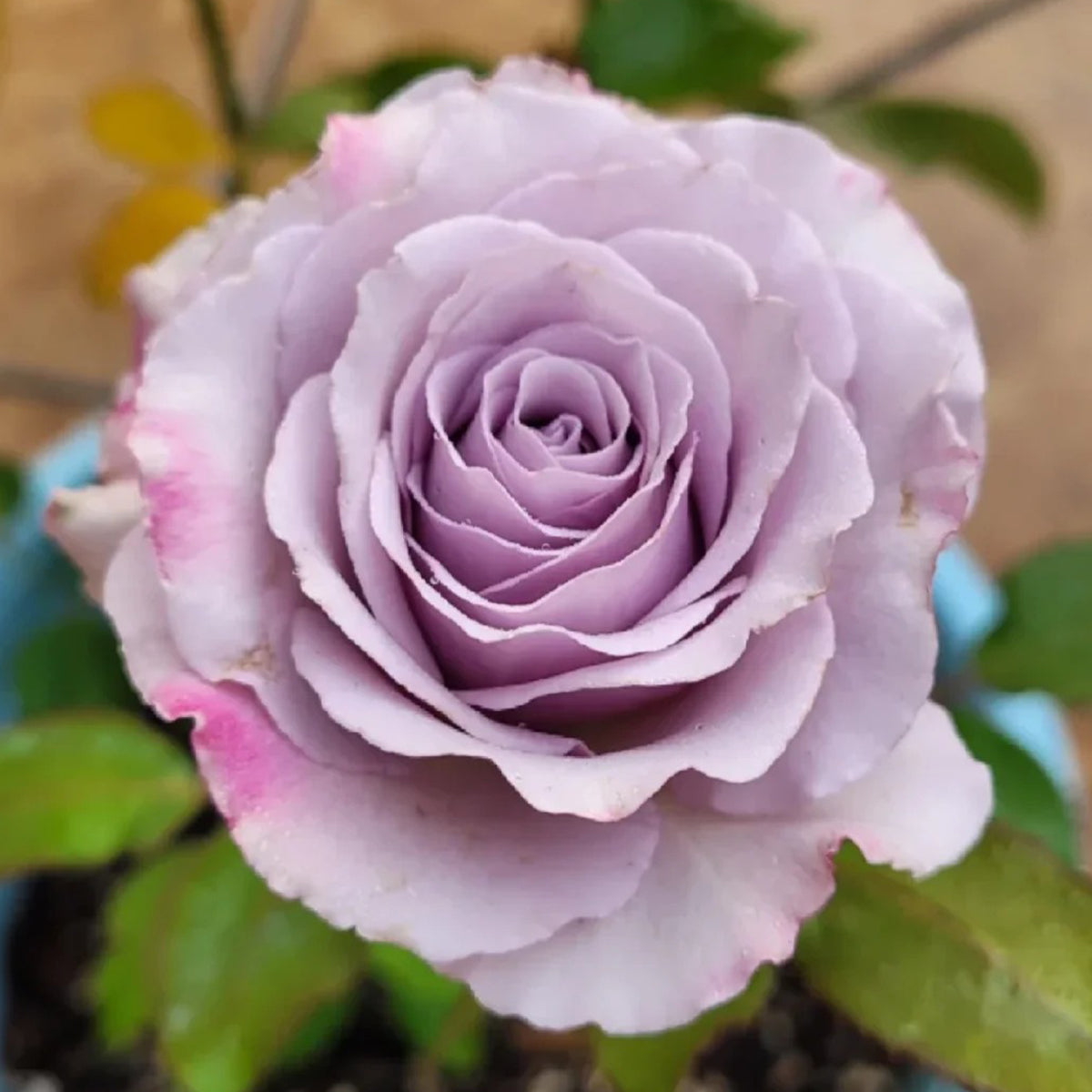 Silver Mikado German Florist Shrub Rose