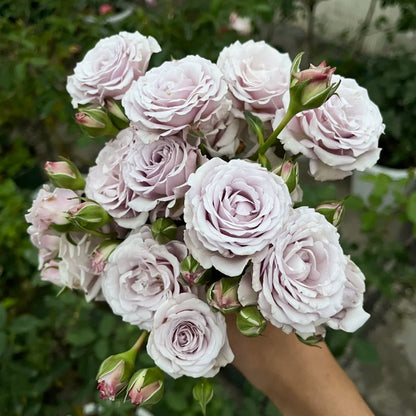 Silver Mikado German Florist Shrub Rose