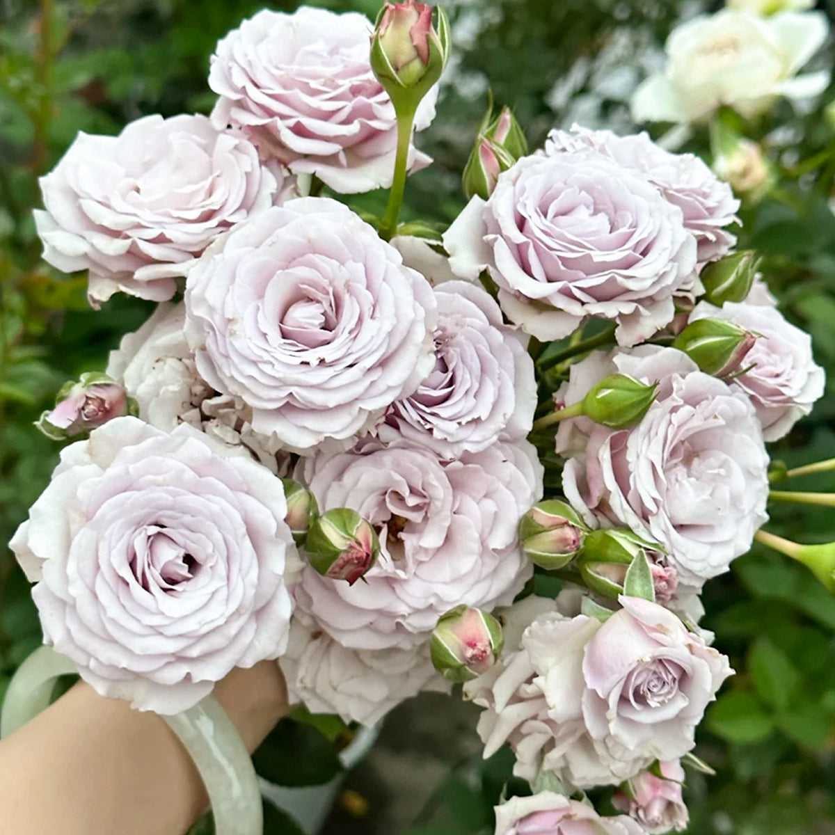 Silver Mikado German Florist Shrub Rose