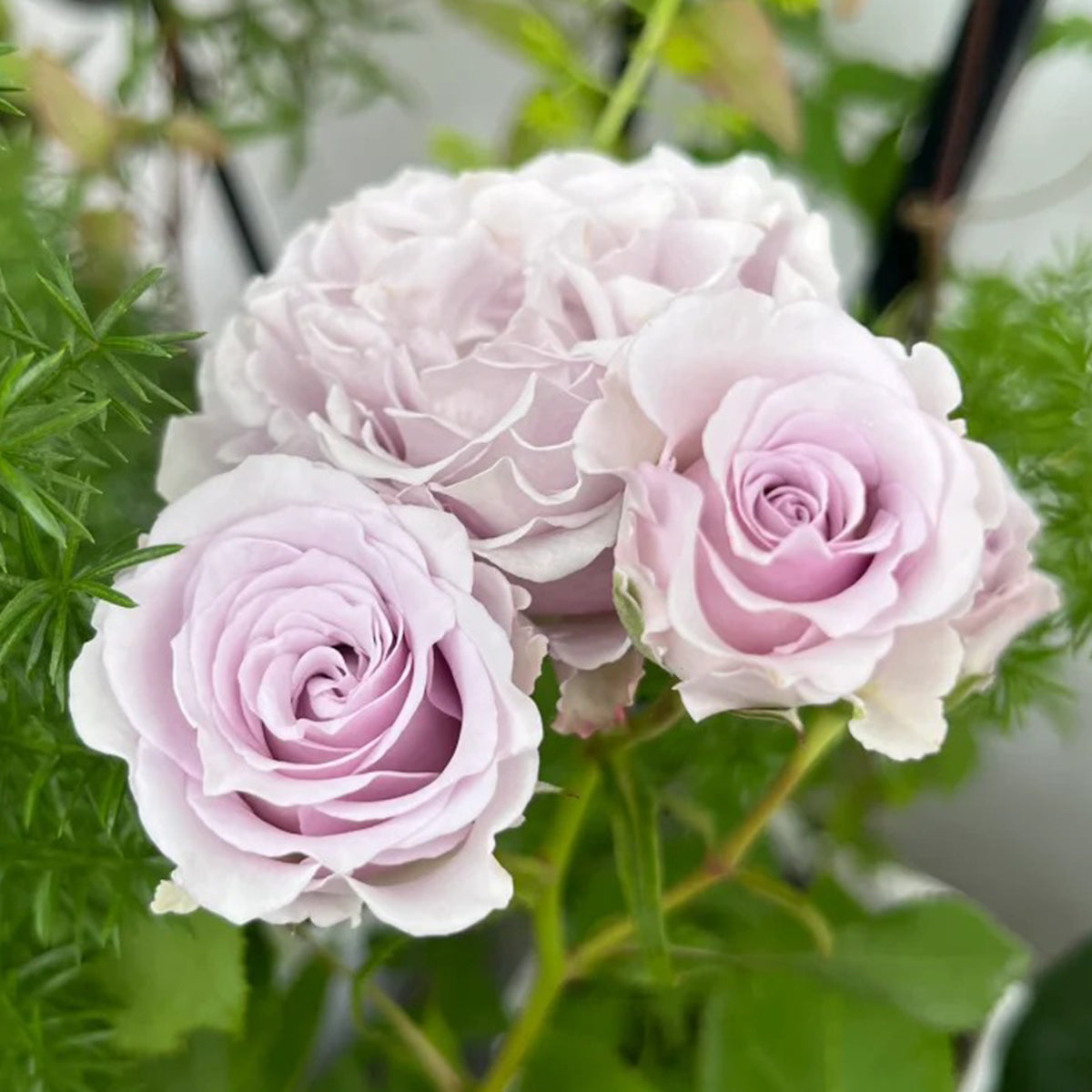 Silver Mikado German Florist Shrub Rose