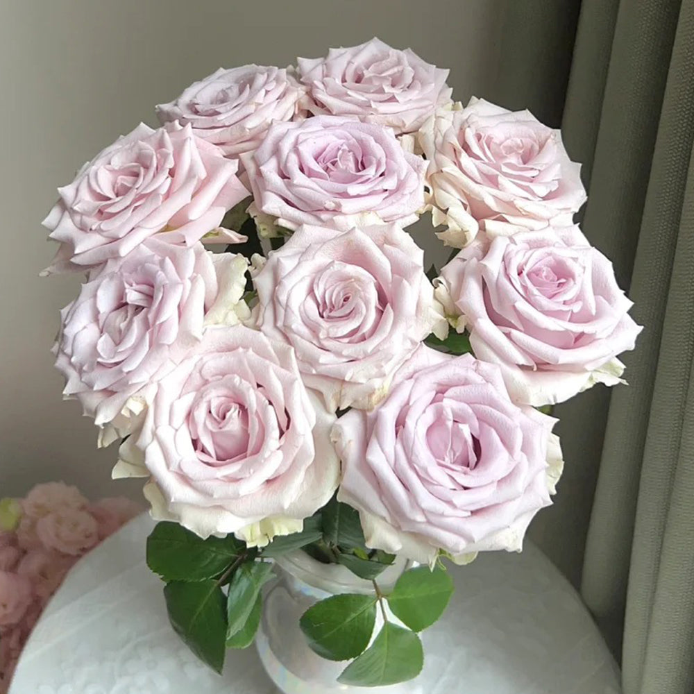 Silvery Light French Florist Shrub Rose