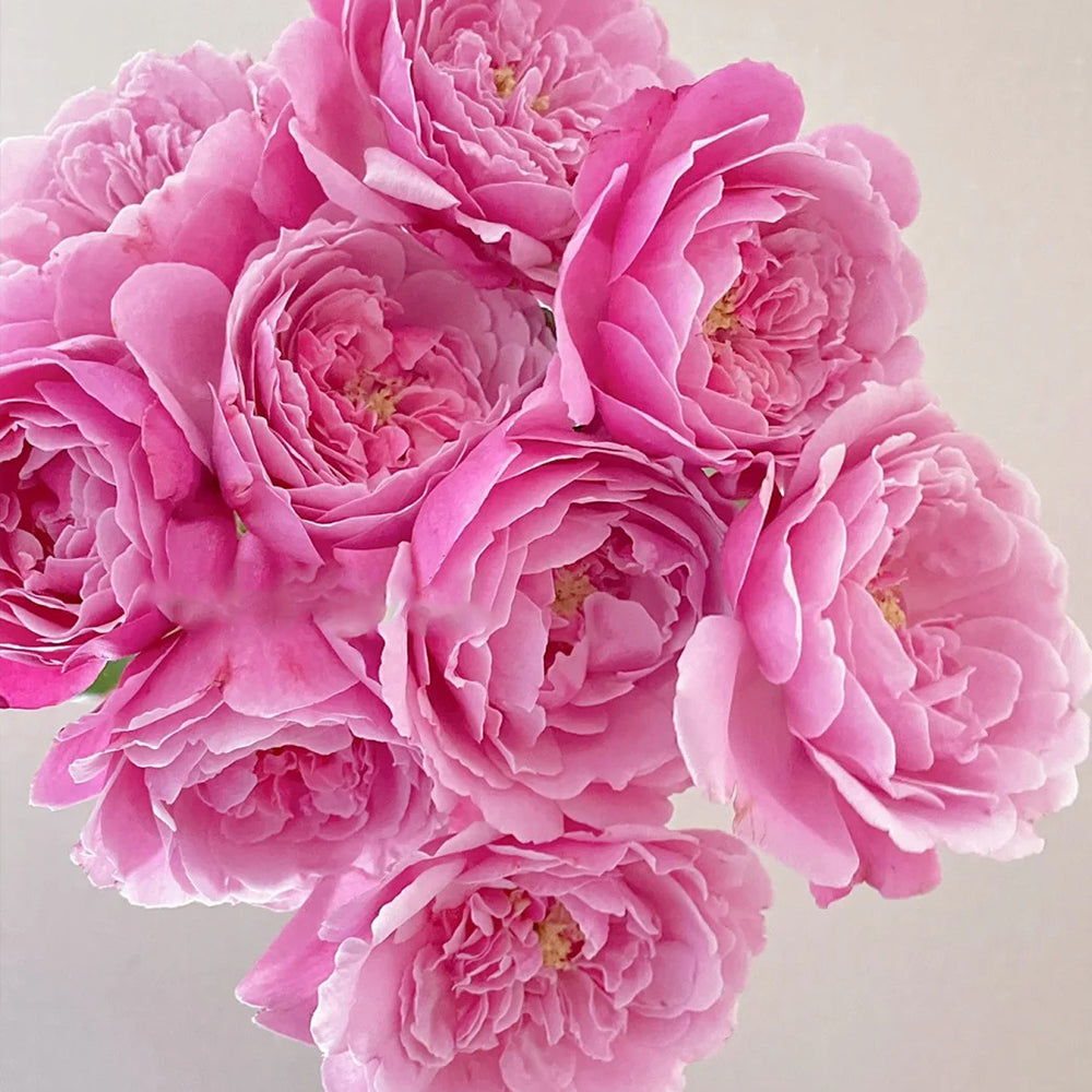 Soeur Emmanuelle French Florist Shrub Rose Bush For Sale