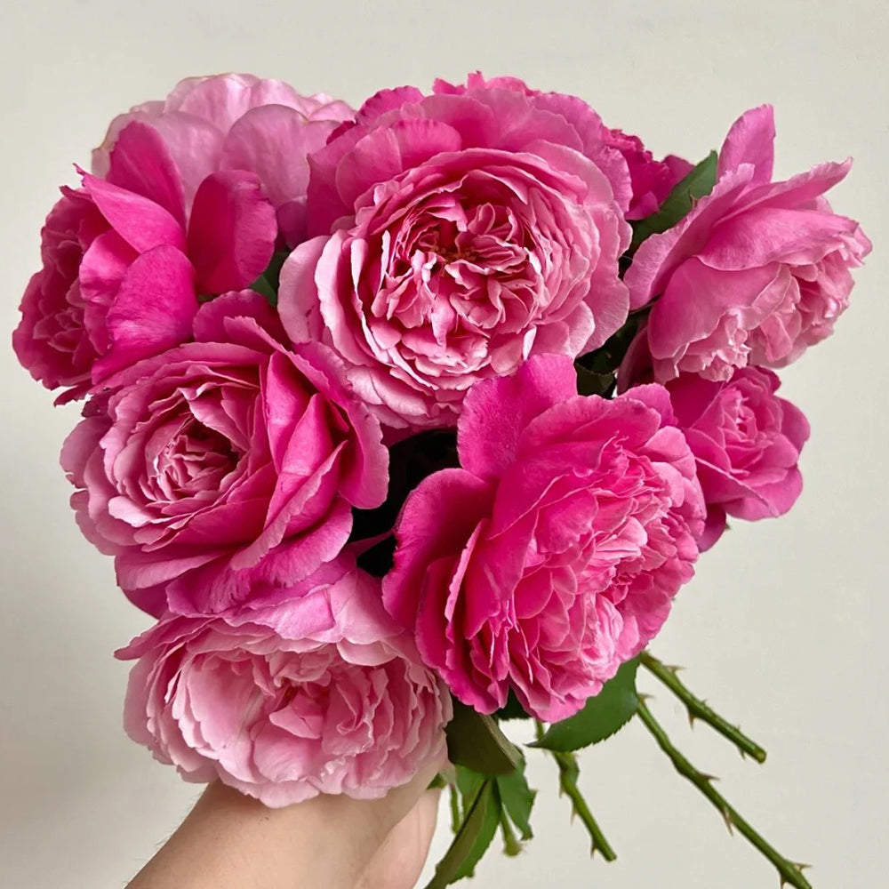 Soeur Emmanuelle French Florist Shrub Rose Bush For Sale