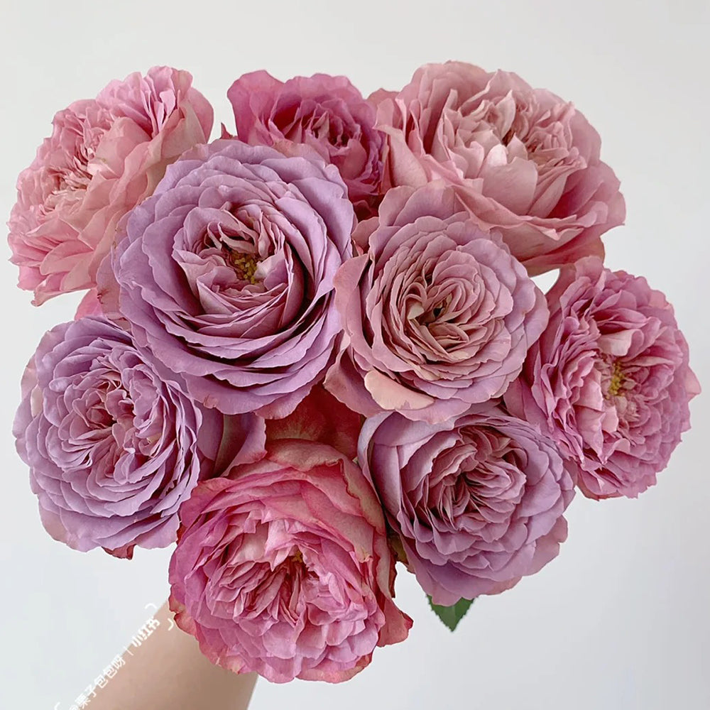 Japanese Tea Roses Solfa Japanese Florist Shrub Rose – Highgarden Roses