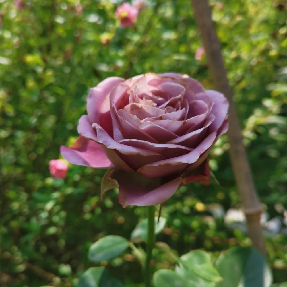 Solfa Japanese Florist Shrub Rose