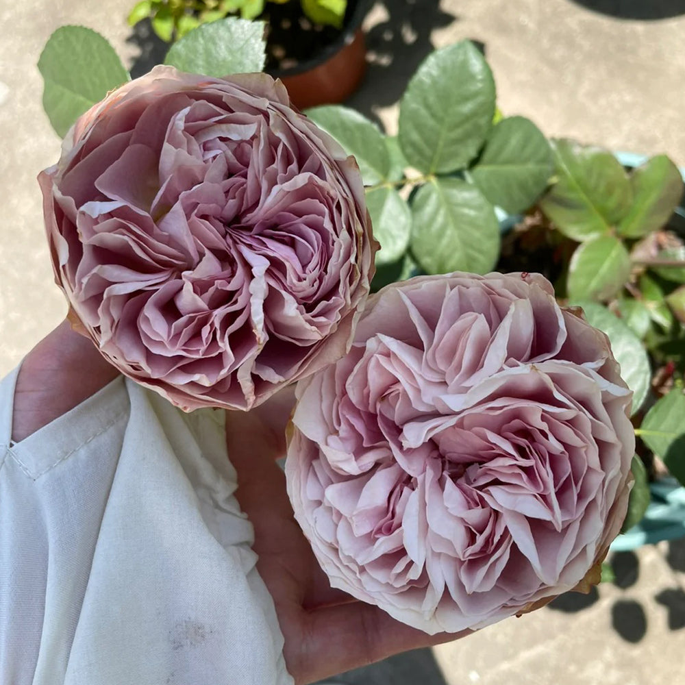 Solfa Japanese Florist Shrub Rose – Highgarden Roses