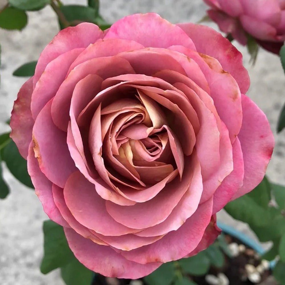 Solfa Japanese Florist Shrub Rose